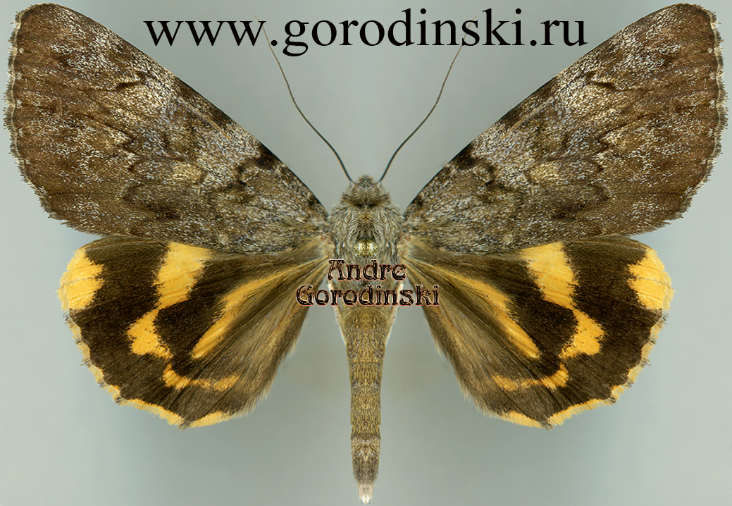 http://www.gorodinski.ru/catocala/Catocala ohshimai.jpg